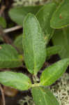 Fringeleaf wild petunia